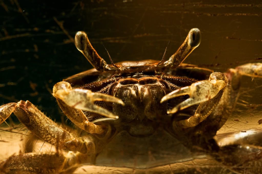 crab.jpg