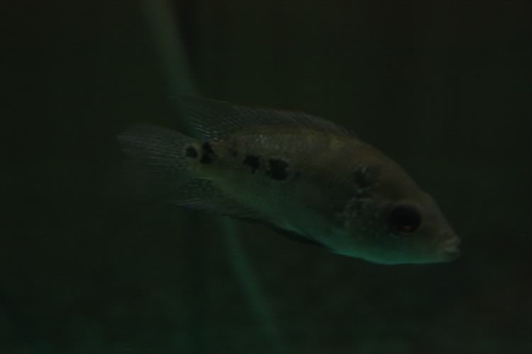 Flowerhorn2.jpg