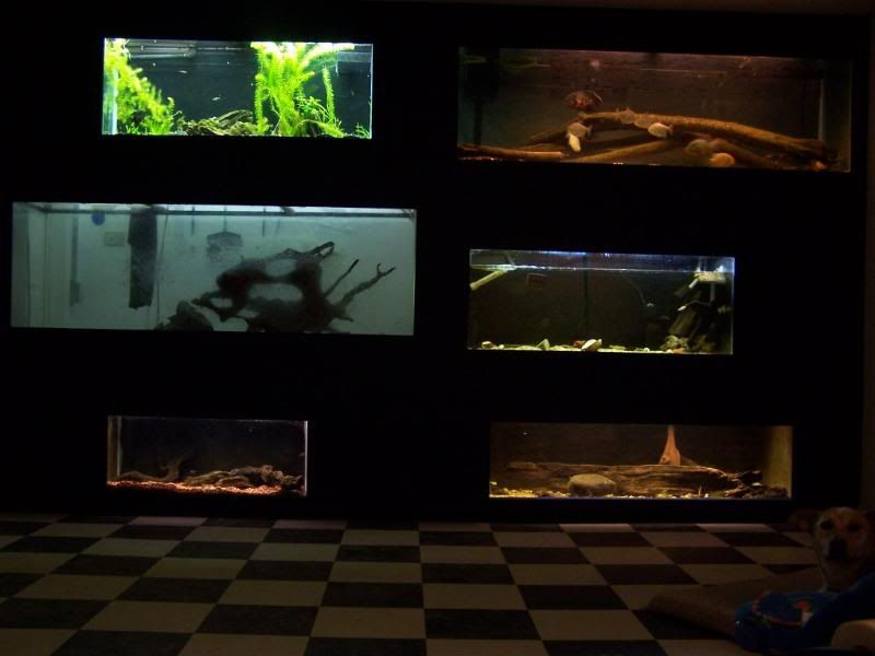 fishwall01006.jpg
