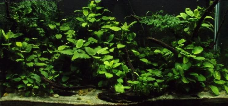 90gFTS.jpg