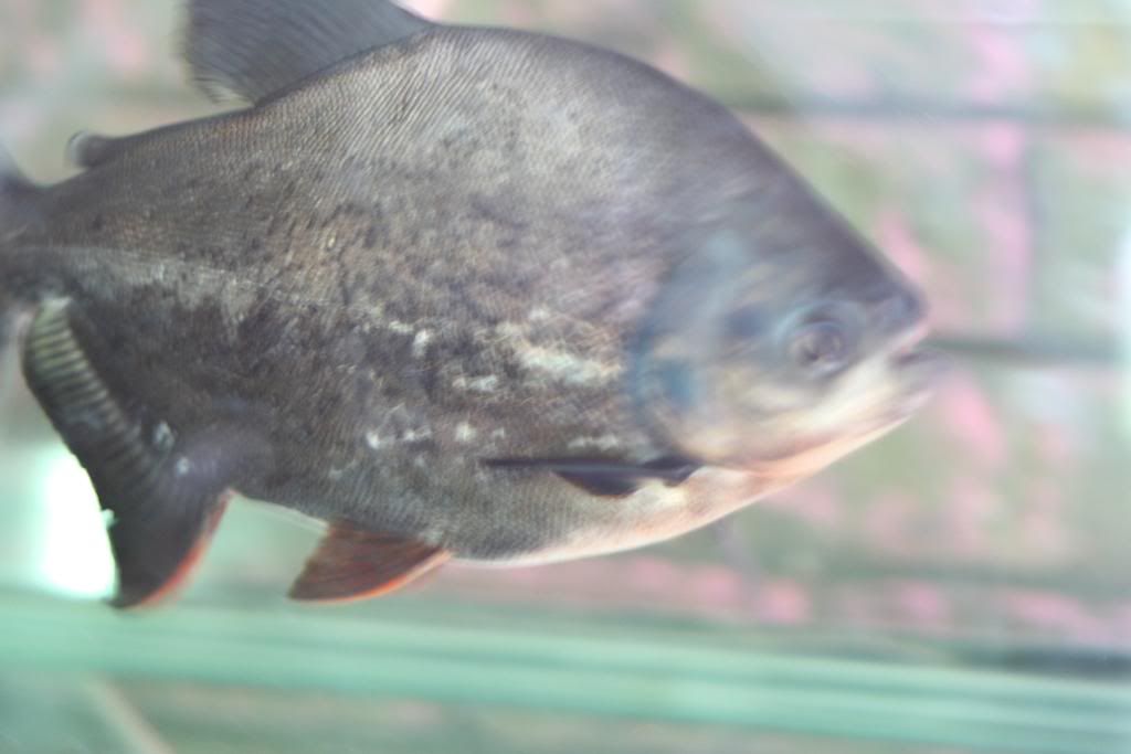 PondorHF100090.jpg