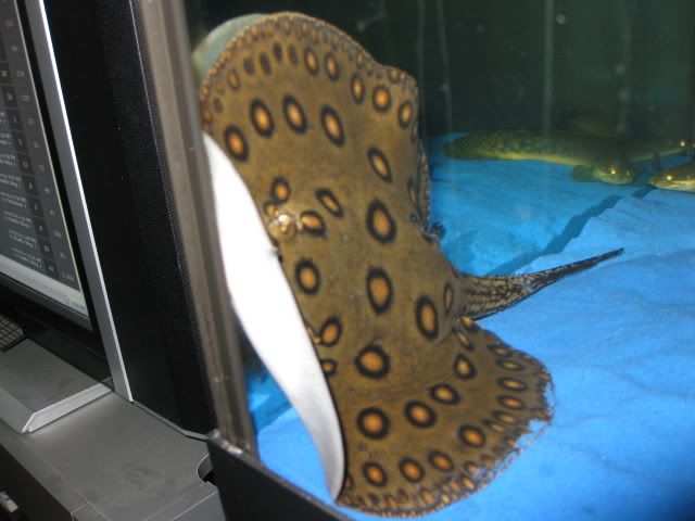 PTupdate6010-1.jpg