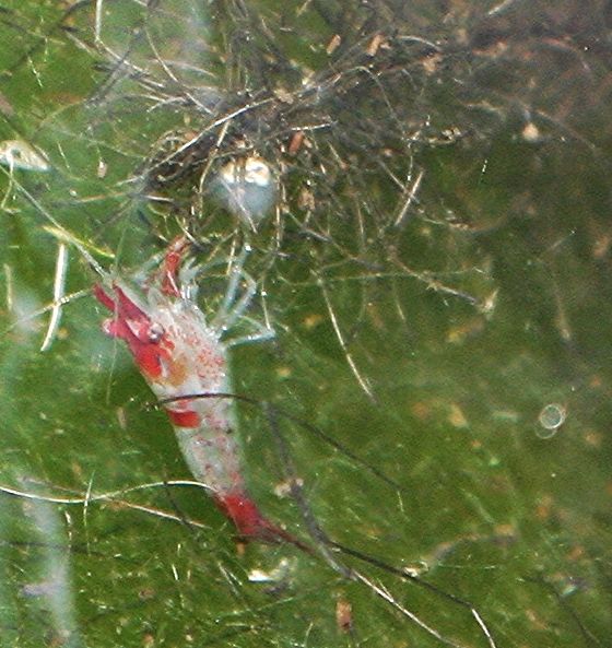 080_zps6f6060e8.jpg