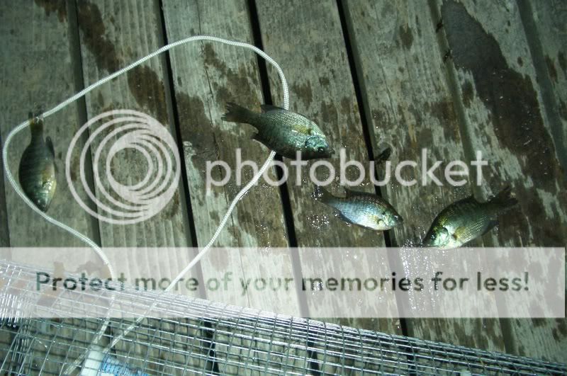 SunfishandLionfish020.jpg