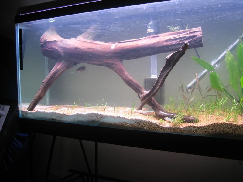 Fulltankctenopoma.jpg