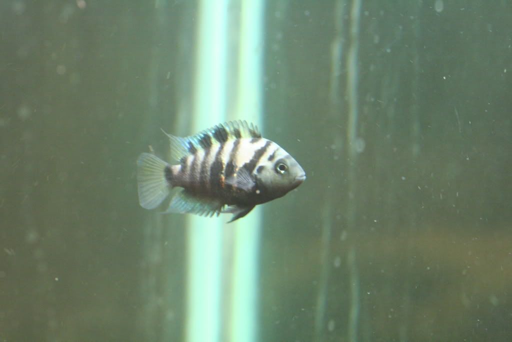 riomongo005.jpg