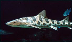 leopard.jpg