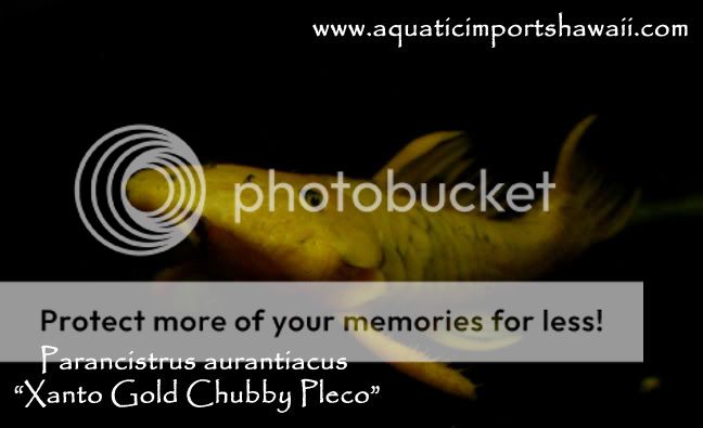 xantochubbypleco24k.jpg