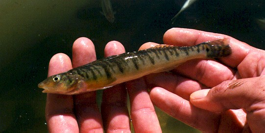 logperch.jpg