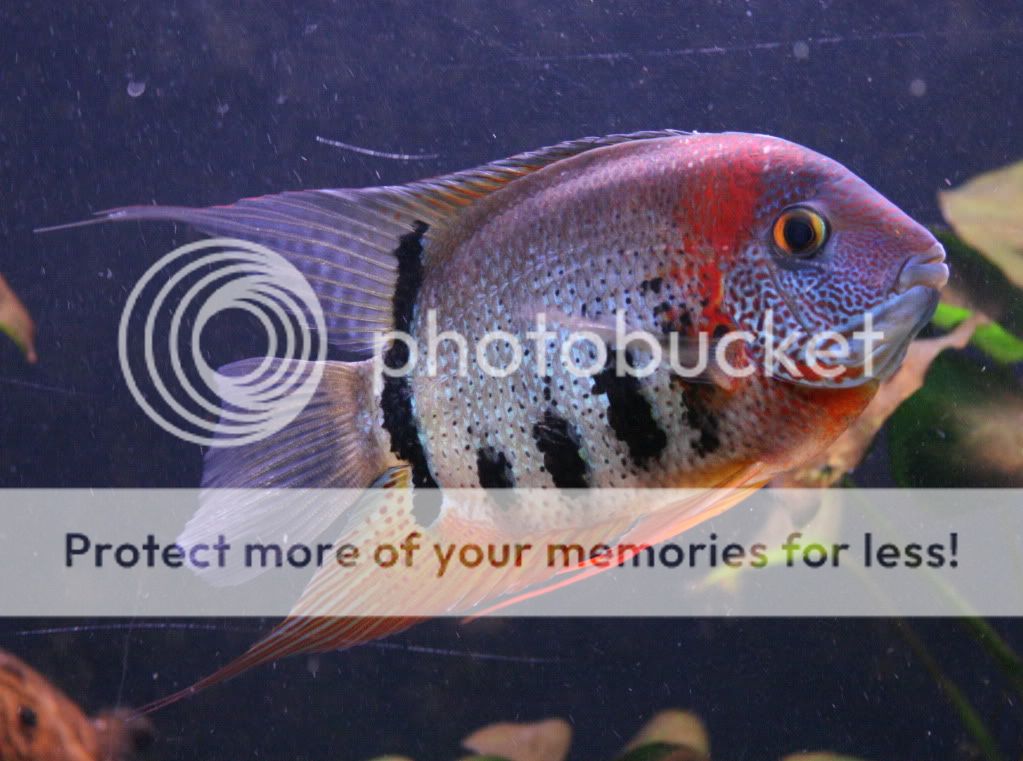rotkeil_071709_01.jpg
