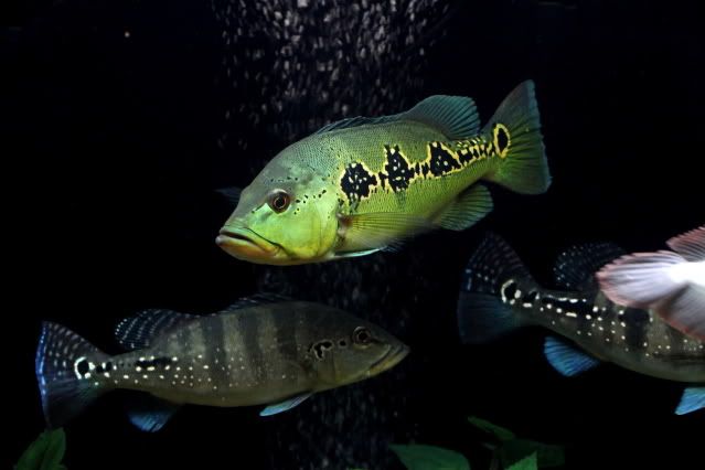 DDP_022.jpg