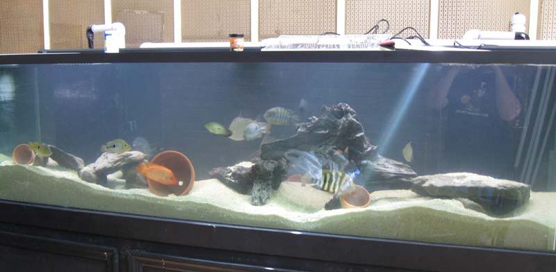 tankpurigen1.jpg