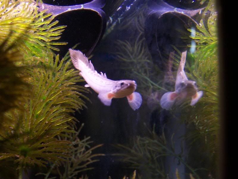 polypterus26.jpg