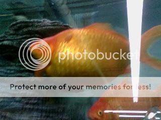 goldfish_zpsd6451286.jpg