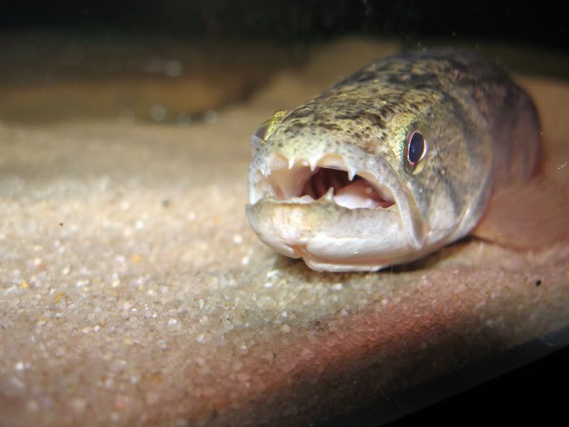 Wolf-Fish-Throat.jpg