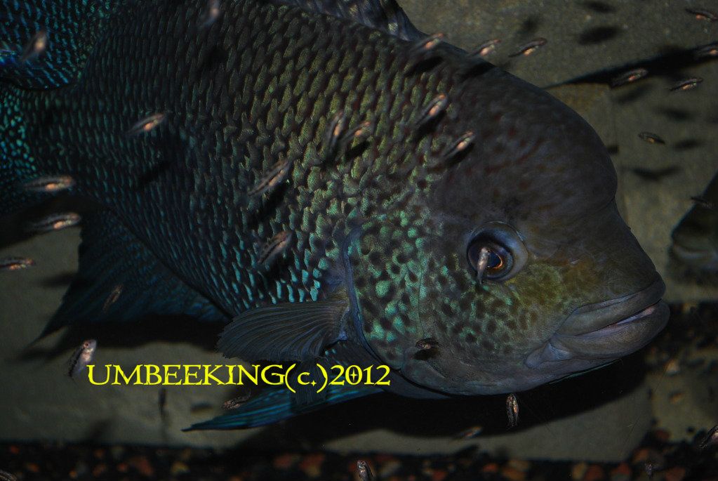 blackumbee019.jpg