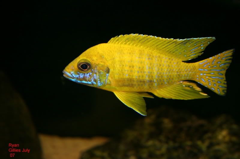 July07newfish-071_1.jpg