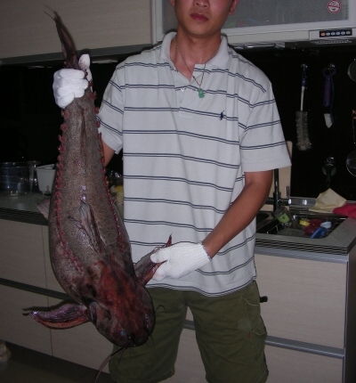 P_granulosus.jpg