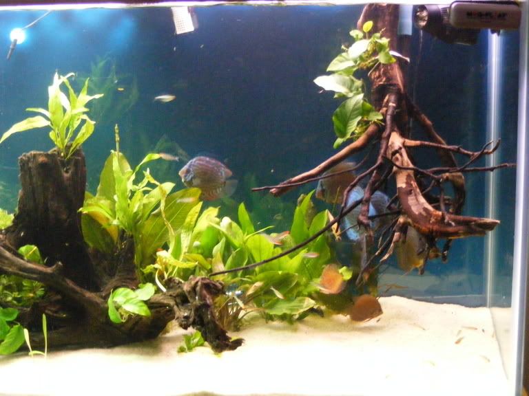 2009_0306tank0009.jpg
