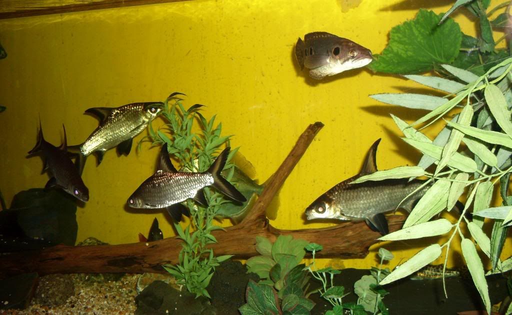 silverdollarzandcommunitytank068.jpg