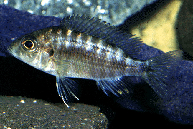 ALW270.jpg