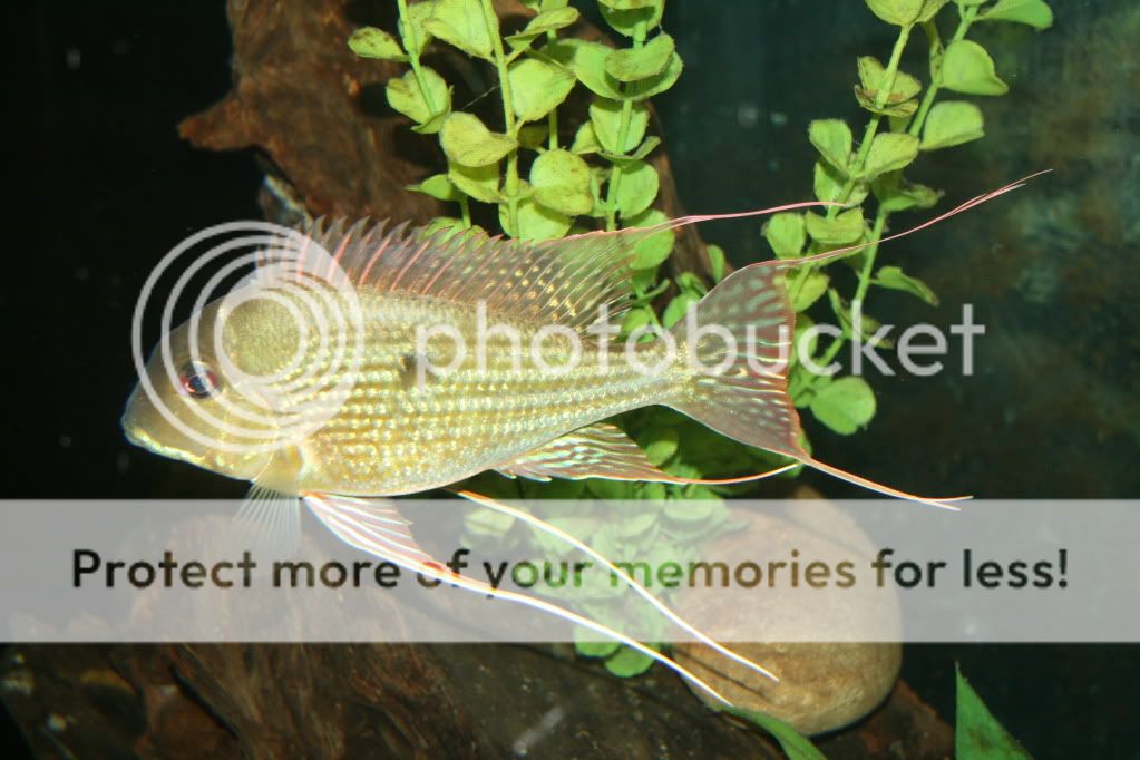 Geophagus_abalios_110609_01.jpg