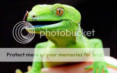 gecko_1566770c.jpg