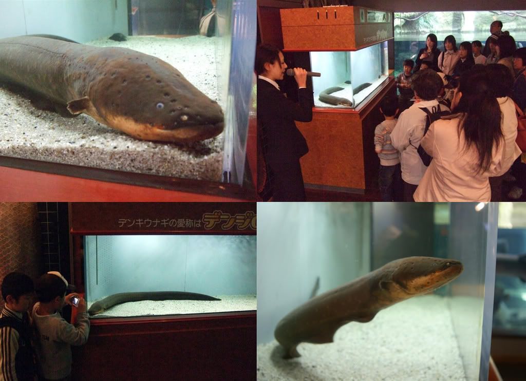 E-Eel.jpg