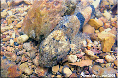 banded_sculpin.jpg