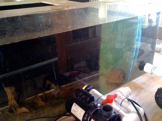 SeededSump1.jpg