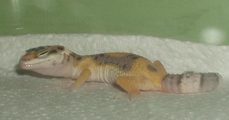 leos2.jpg