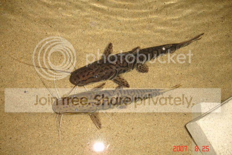 catfish001.jpg