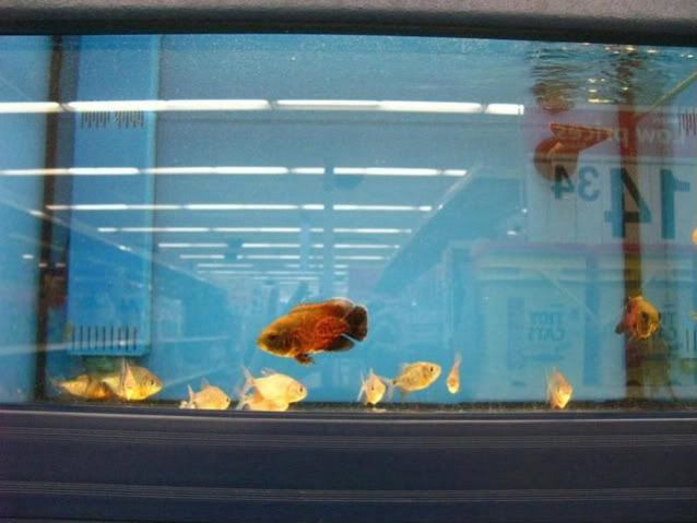 WalMart1-1.jpg