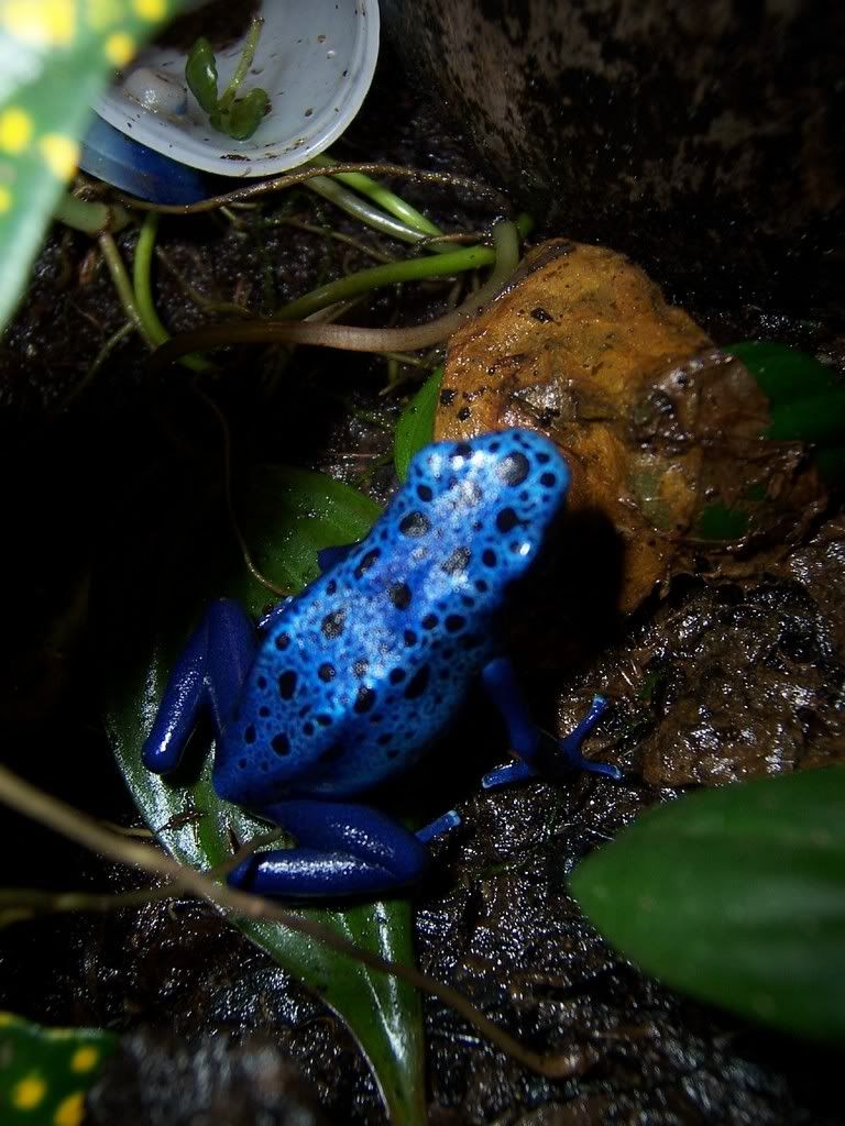 azureus-1.jpg