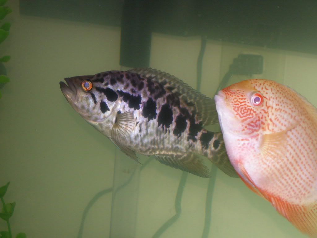 DSCN4952.jpg