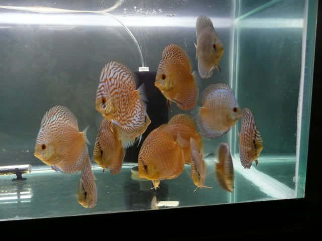 P1030691.jpg