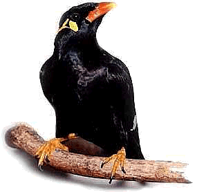 myna1.gif