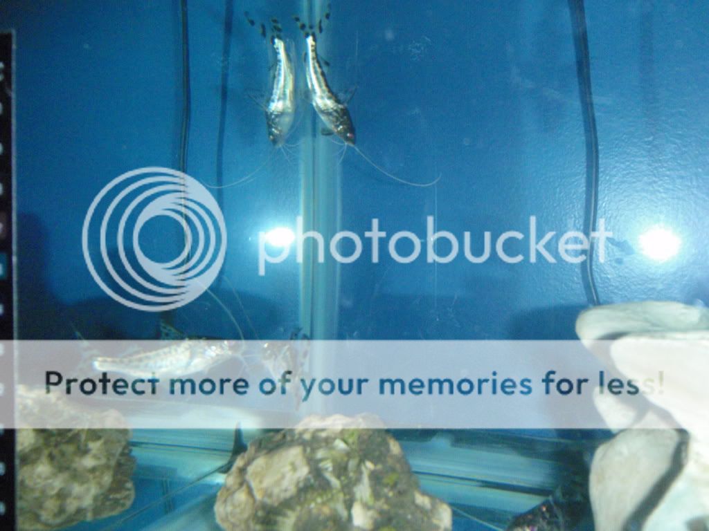 Cleaningandfish006.jpg
