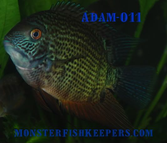 034-1.jpg