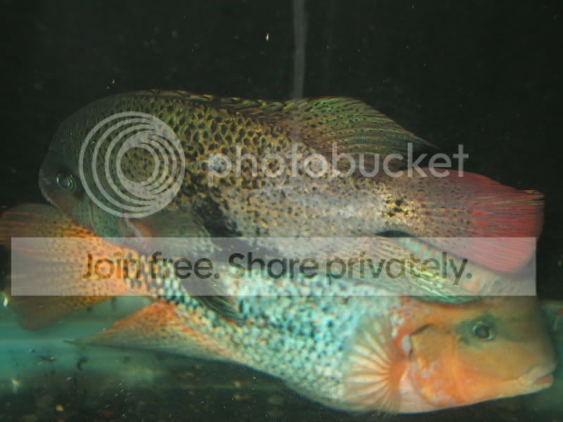 DSCF8084.jpg
