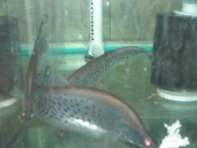 IMAG0696.jpg