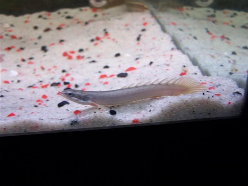polypterus10.jpg