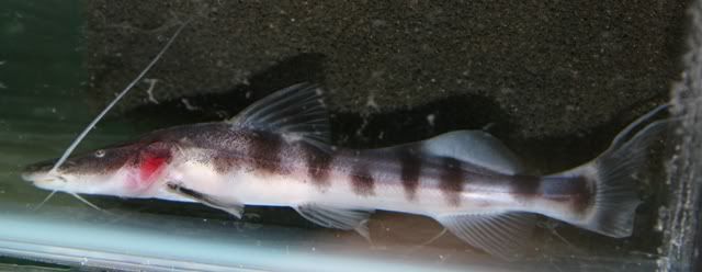 Tigrinus2.jpg