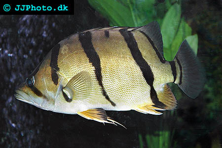 datnoides_undecimradiatus_2.jpg