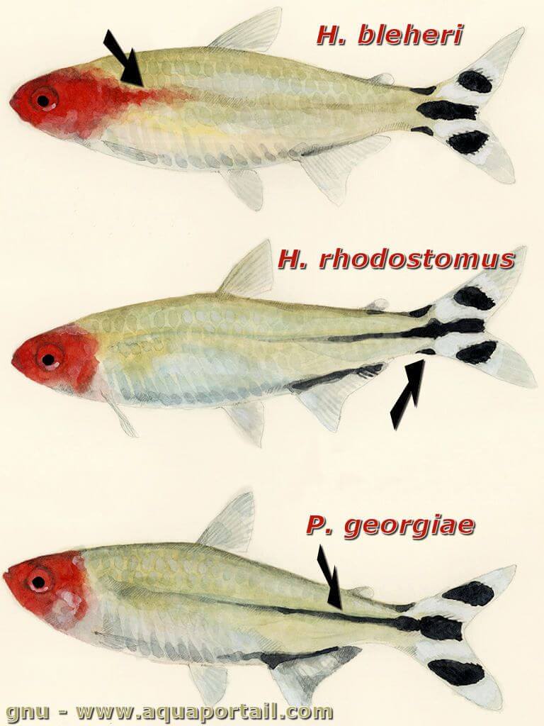 tetra-nez-rouge-rummy-nose.jpg