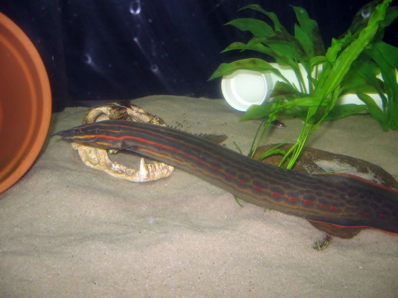 Fire-Eel-8.jpg