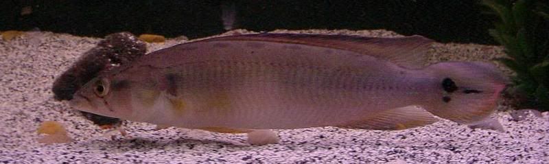 040807crenicichlastrigata4crop.jpg