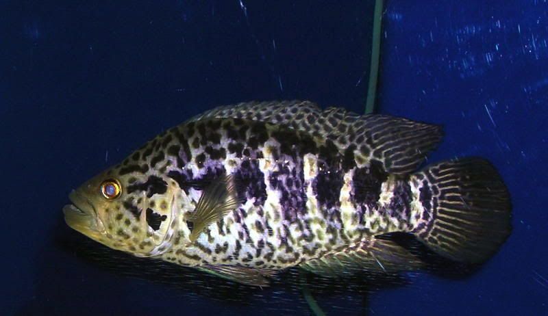 FISHPIXWithLIGHTS5.jpg