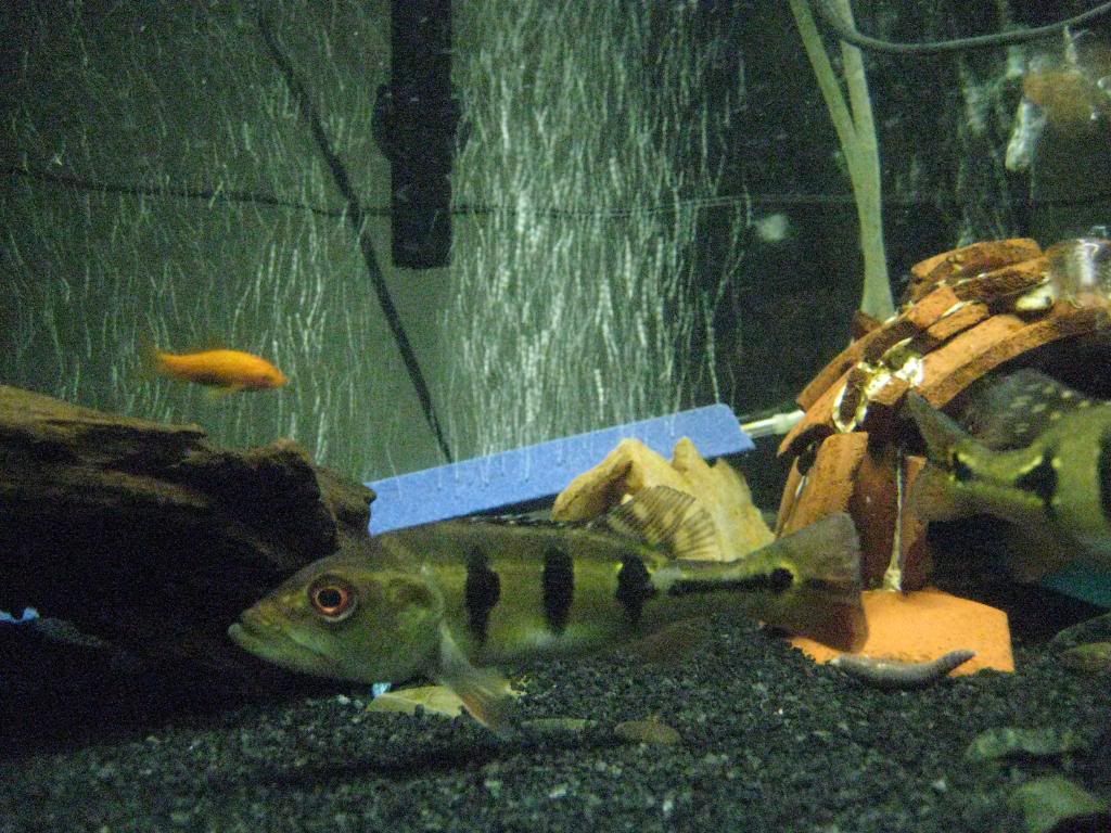 newcichla253.jpg
