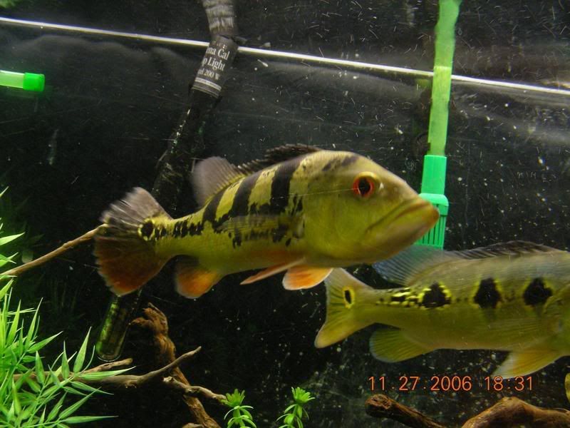 DSCN1166.jpg